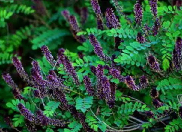 我国北部地区常用耐盐碱树种,中国各省盐碱地面积排名