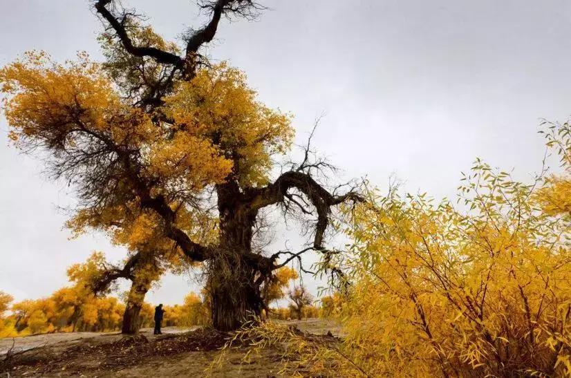 我国北部地区常用耐盐碱树种,中国各省盐碱地面积排名