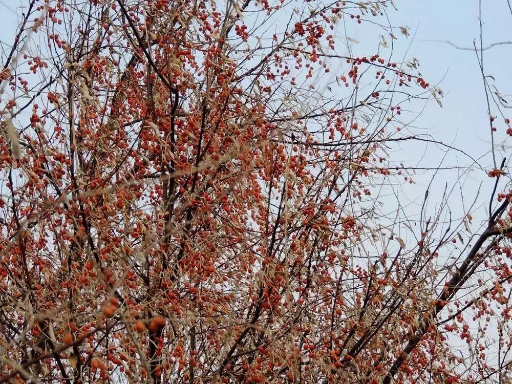 我国北部地区常用耐盐碱树种,中国各省盐碱地面积排名