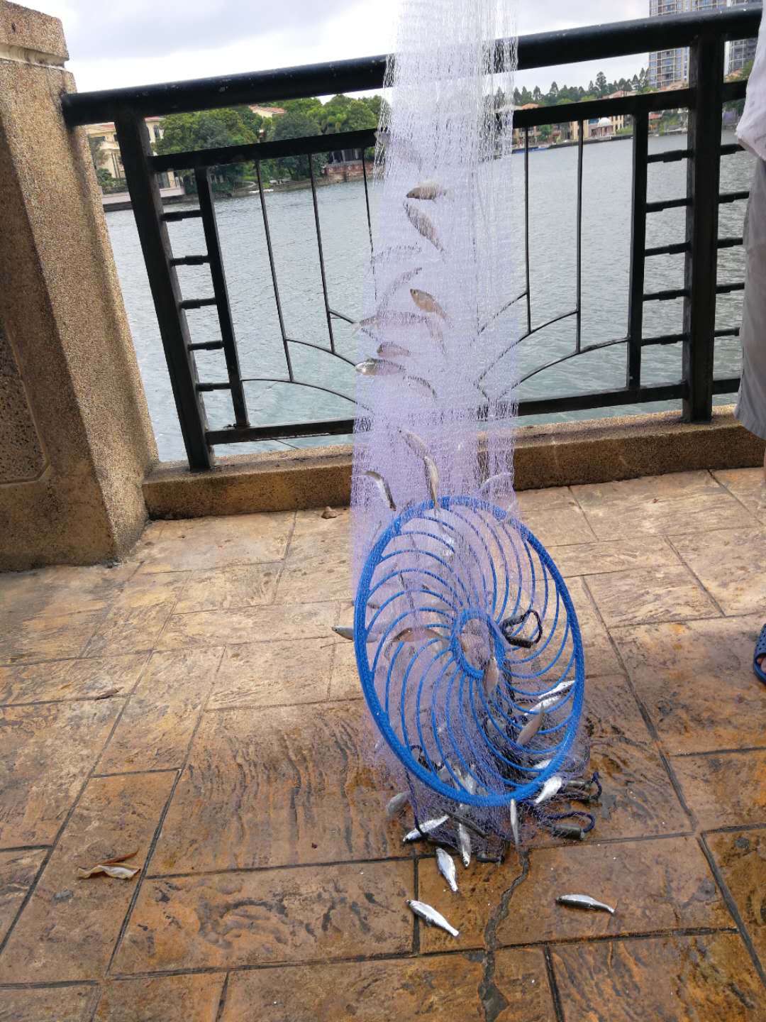 请问韭菜和河虾怎么炒呀,韭菜炒小河虾的家常做法