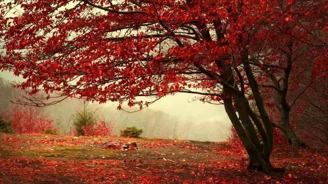 中国红大气豪迈热情洒脱,中国红霸气文案