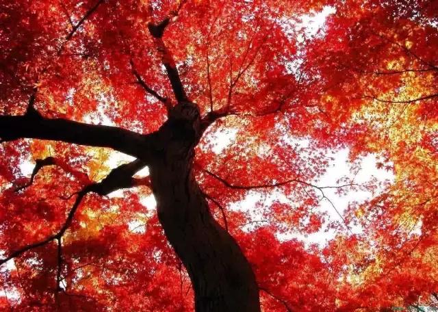 中国红大气豪迈热情洒脱,中国红霸气文案