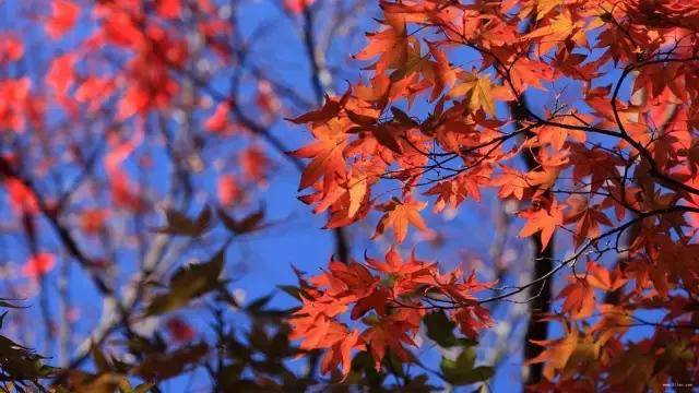 中国红大气豪迈热情洒脱,中国红霸气文案
