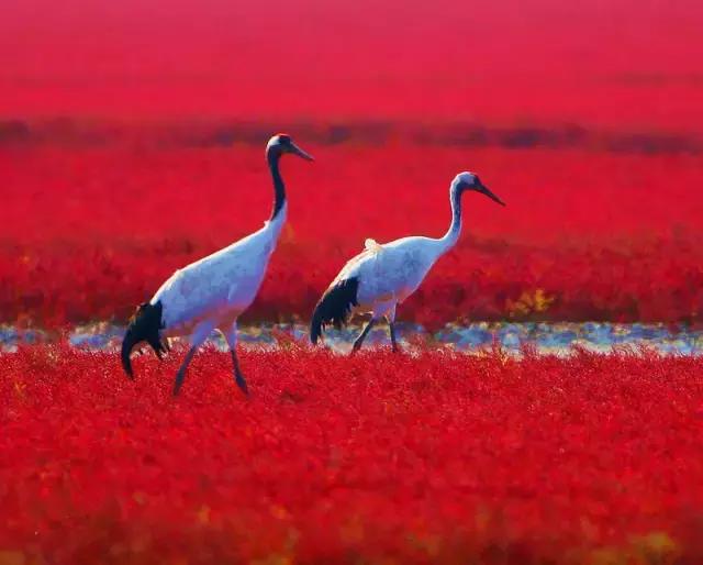 中国红大气豪迈热情洒脱,中国红霸气文案