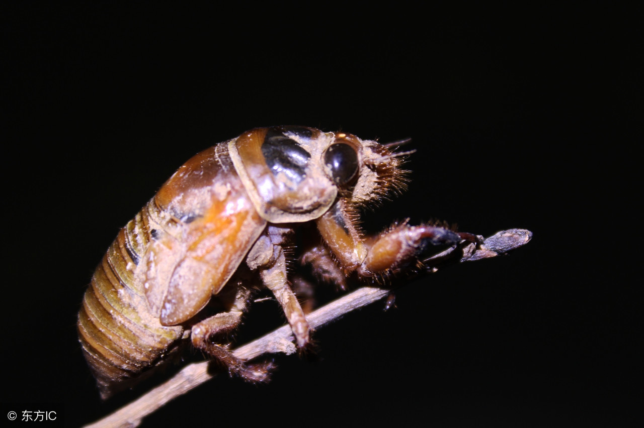 金蝉的螨虫怎么消灭,果园里的蜗牛怎么消灭