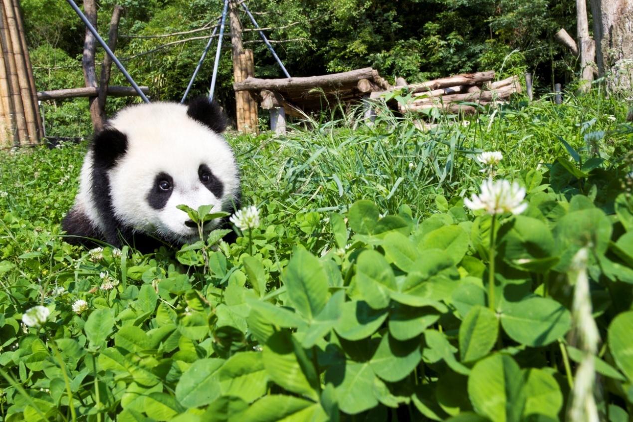 怎么给大熊猫和小熊猫取名,150秒看懂大熊猫起名那些事儿