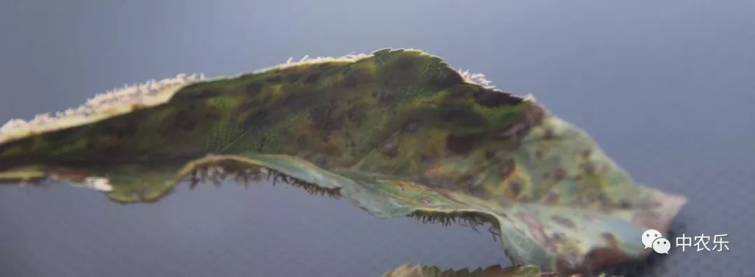 果锈病防治方法,果树叶锈病怎么办