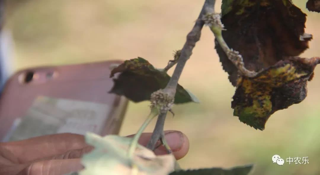 果锈病防治方法,果树叶锈病怎么办