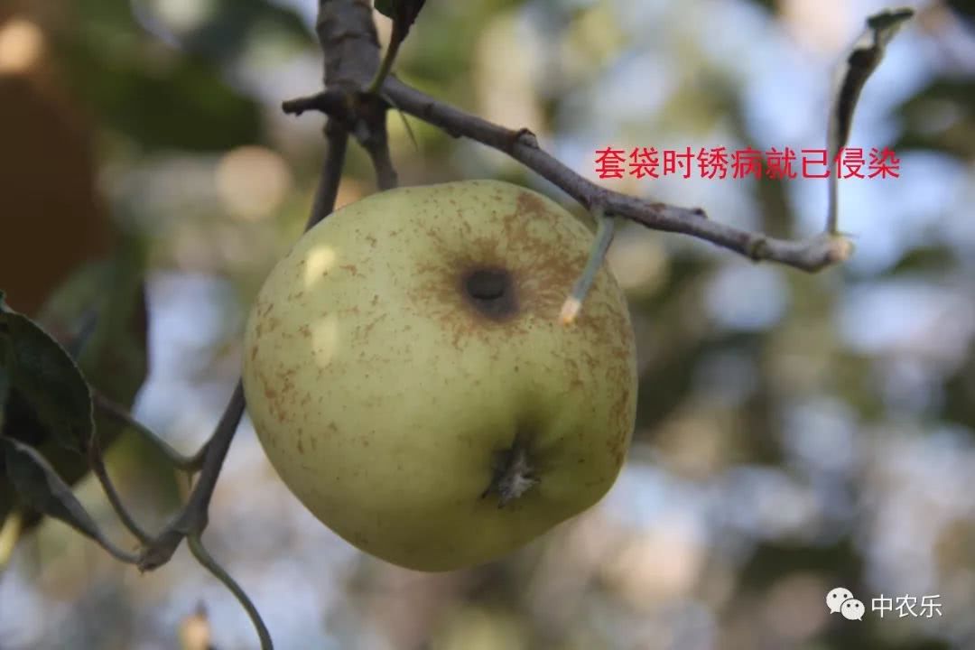 果锈病防治方法,果树叶锈病怎么办
