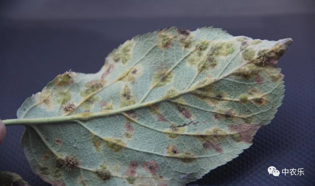 果锈病防治方法,果树叶锈病怎么办