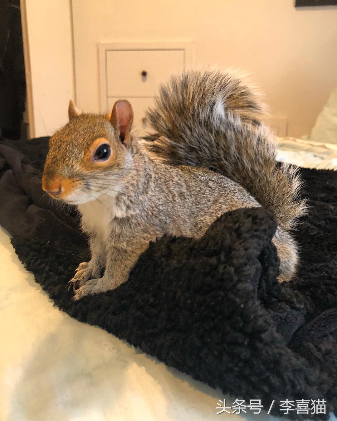 宠物松鼠到底有没有病,宠物松鼠兔的日常