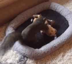 宠物松鼠到底有没有病,宠物松鼠兔的日常