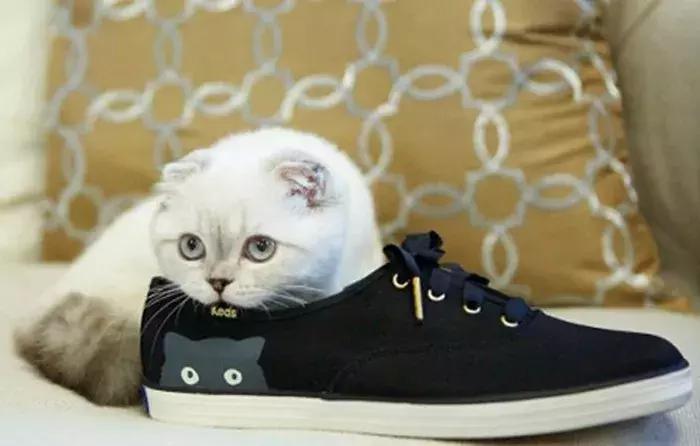 猫咪陪泰勒参演新电影，普通的折耳猫，却成为了巨星的宝物！