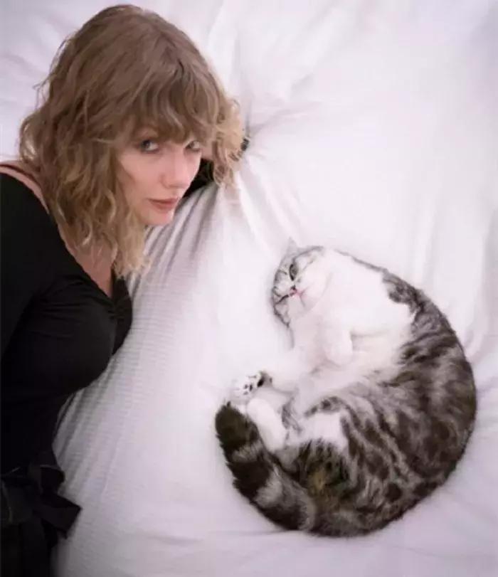 猫咪陪泰勒参演新电影，普通的折耳猫，却成为了巨星的宝物！