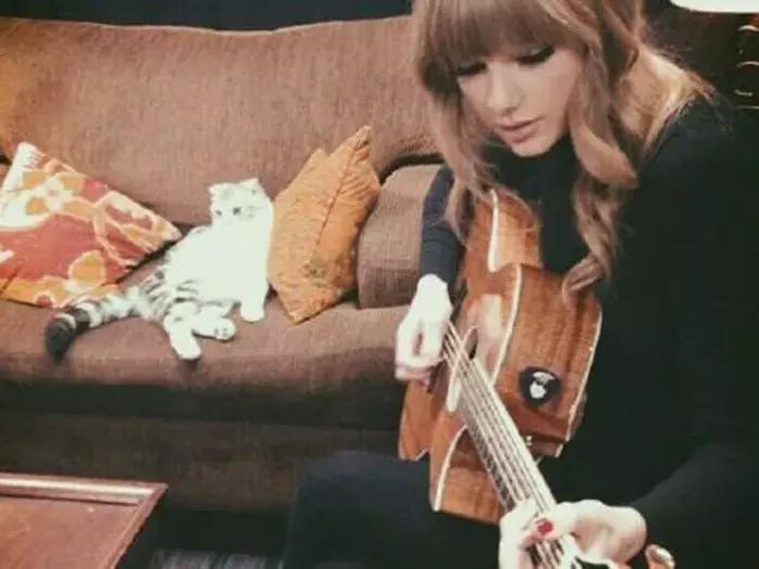 猫咪陪泰勒参演新电影，普通的折耳猫，却成为了巨星的宝物！