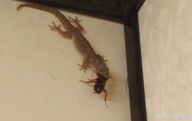 夏天农村见到了壁虎不要影响它，更不要抓它，因为它连这个都吃！