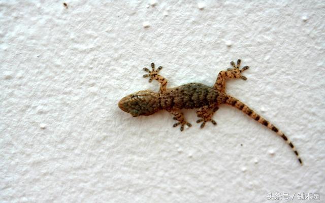 夏天农村见到了壁虎不要影响它，更不要抓它，因为它连这个都吃！