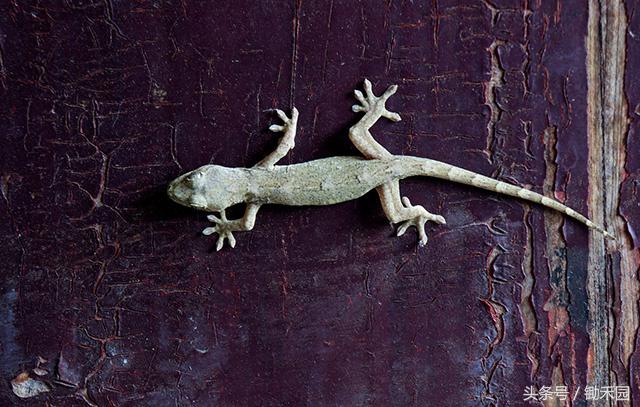 夏天农村见到了壁虎不要影响它，更不要抓它，因为它连这个都吃！