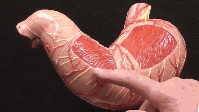 催吐，外挂般的减肥方式？吃的是欲望，吐的是灵魂