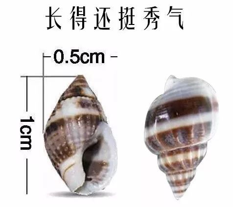 螺全部都可以吃吗,警惕这种螺千万别吃