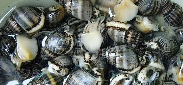螺全部都可以吃吗,警惕这种螺千万别吃