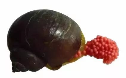 螺全部都可以吃吗,警惕这种螺千万别吃