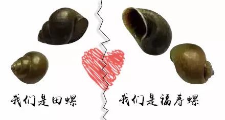 螺全部都可以吃吗,警惕这种螺千万别吃