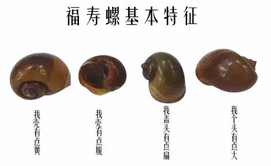 螺全部都可以吃吗,警惕这种螺千万别吃