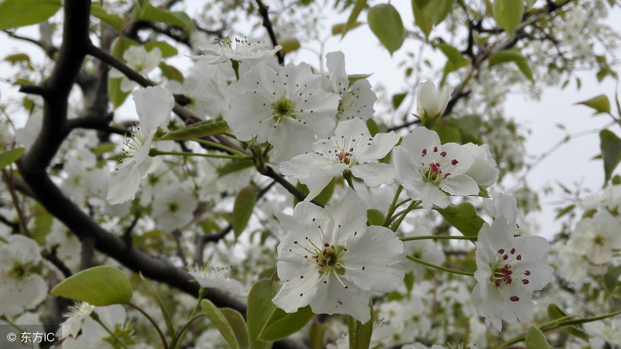 梨树枝条变黑枯死啥病,梨树枯死了还可以修枝吗