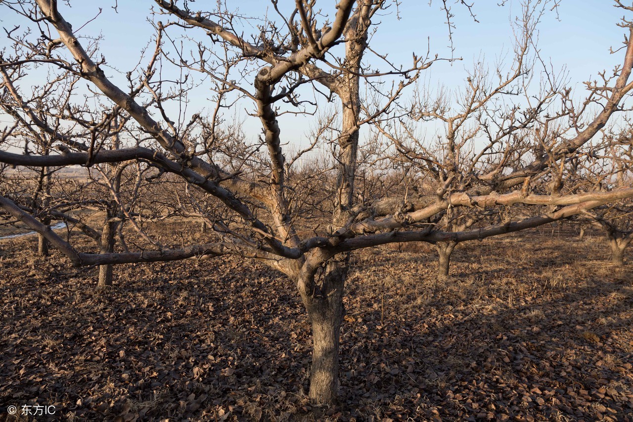 梨树枝条变黑枯死啥病,梨树枯死了还可以修枝吗