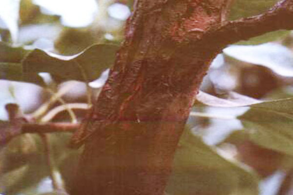 梨树枝条变黑枯死啥病,梨树枯死了还可以修枝吗