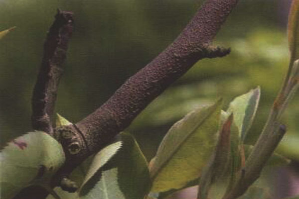 梨树枝条变黑枯死啥病,梨树枯死了还可以修枝吗