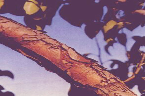 梨树枝条变黑枯死啥病,梨树枯死了还可以修枝吗