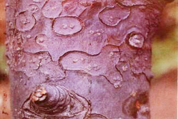 梨树枝条变黑枯死啥病,梨树枯死了还可以修枝吗