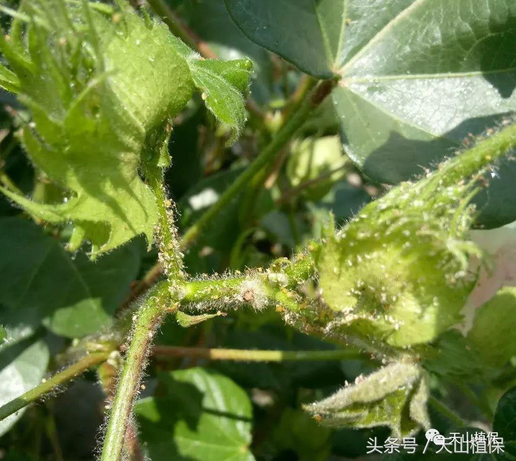 棉花蕾脱落了怎么办,棉花蕾脱落怎么处理