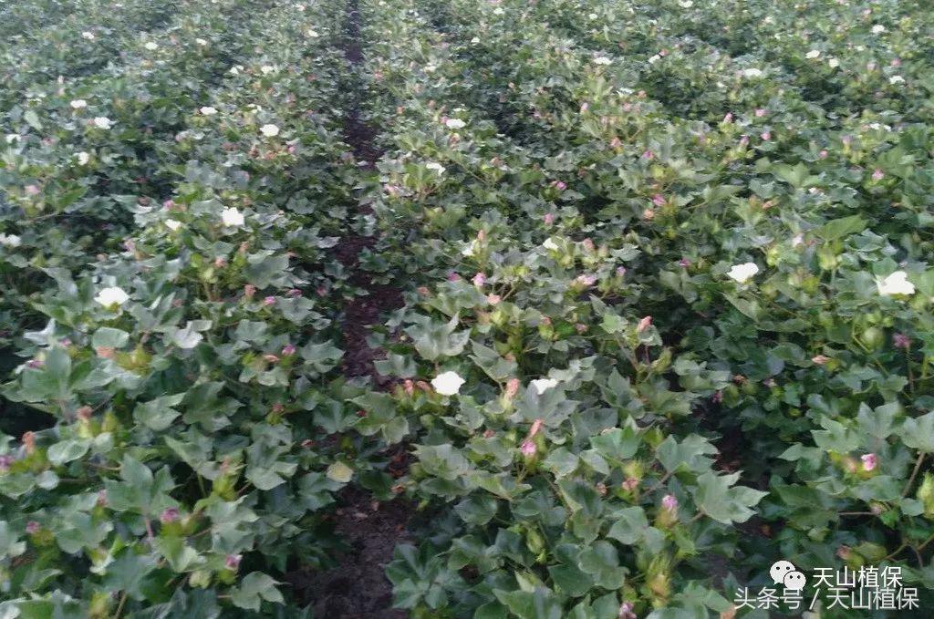 棉花蕾脱落了怎么办,棉花蕾脱落怎么处理