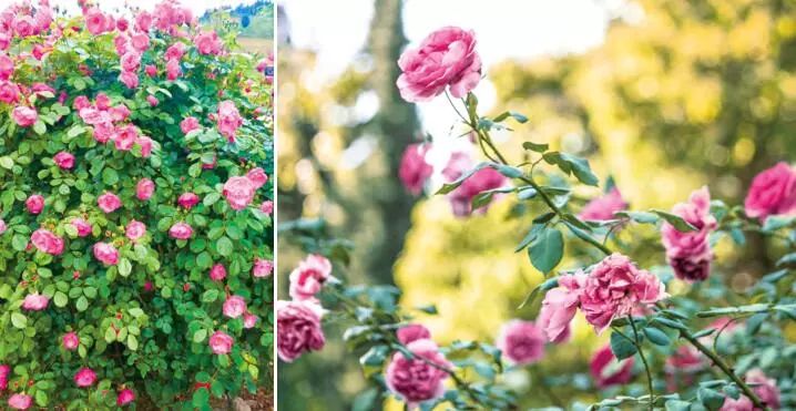 分享随手一拍都是美景,分享随走随拍大自然的美景