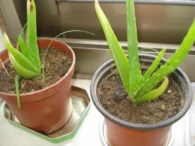 如何去除甲醛克星,甲醛最怕三个克星是什么水果