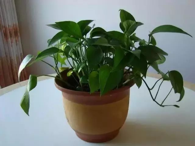 如何去除甲醛克星,甲醛最怕三个克星是什么水果