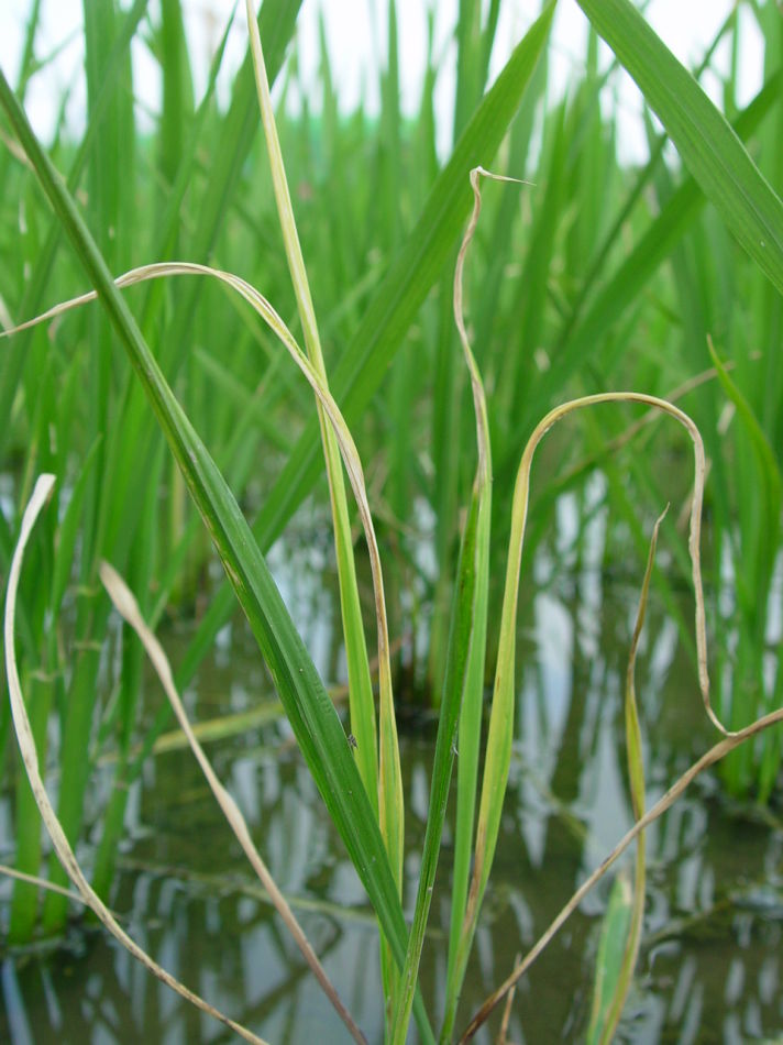 水稻纹枯病发病症状及防治方法,水稻纹枯病的症状