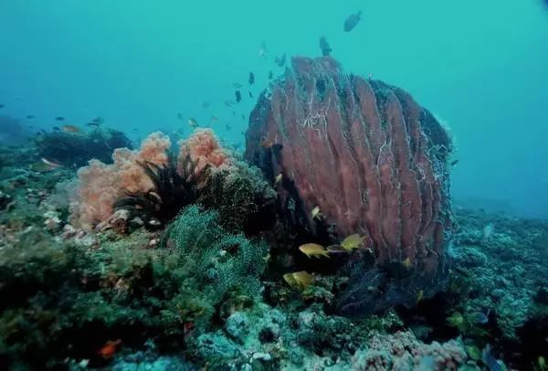 浮潜看海底不一样的世界,浮潜走进十大奇妙世界