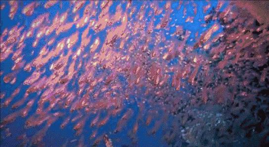 浮潜看海底不一样的世界,浮潜走进十大奇妙世界