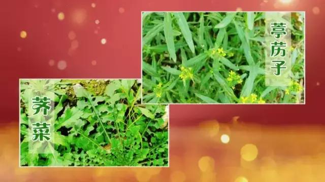 清热解毒的野生野菜,这种野菜有点苦清热降火别错过