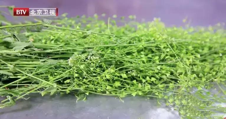 清热解毒的野生野菜,这种野菜有点苦清热降火别错过