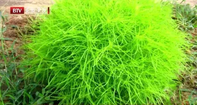 清热解毒的野生野菜,这种野菜有点苦清热降火别错过