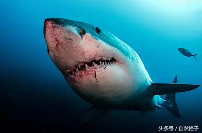 狮子和老虎的牙齿谁的牙齿最尖,狮子老虎的牙齿为什么比人厉害