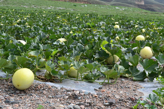 新疆蜜瓜特点,广东蜜瓜品种