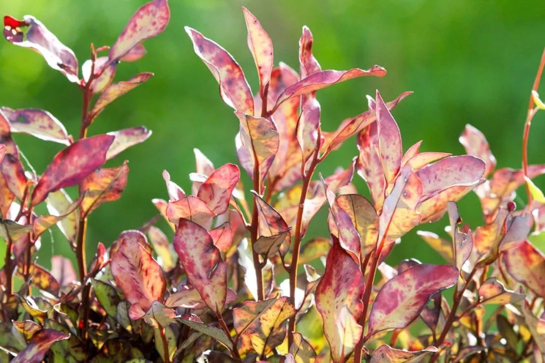 正品脚气脚臭杀菌止痒软膏,脚气克星脚气膏