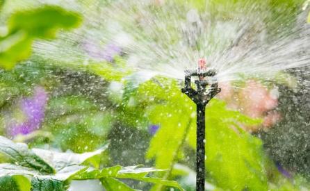 下过雨要给西瓜苗打药吗,下雨后黄瓜还需要浇水吗