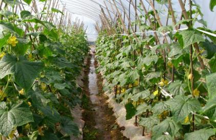 下过雨要给西瓜苗打药吗,下雨后黄瓜还需要浇水吗